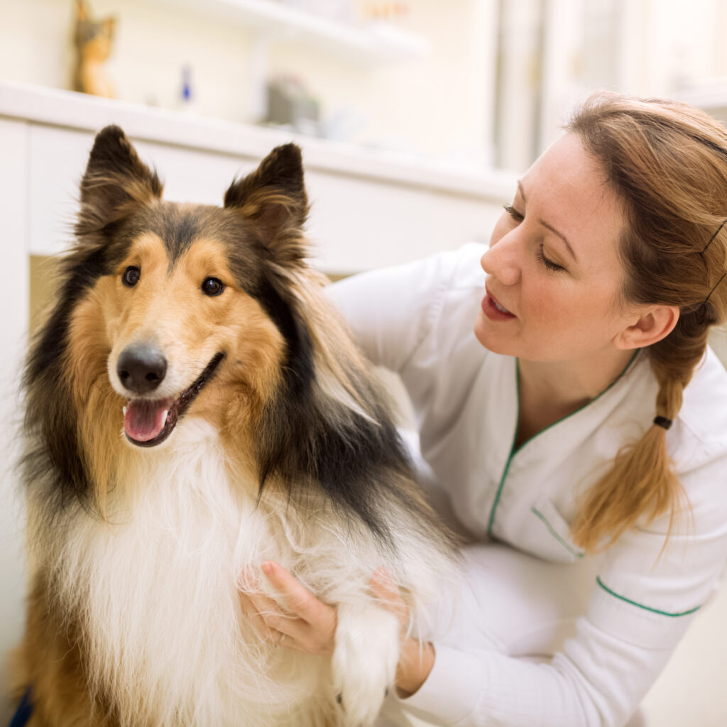 Gluecklicher Collie der von netter Tieraerztin untersucht wird