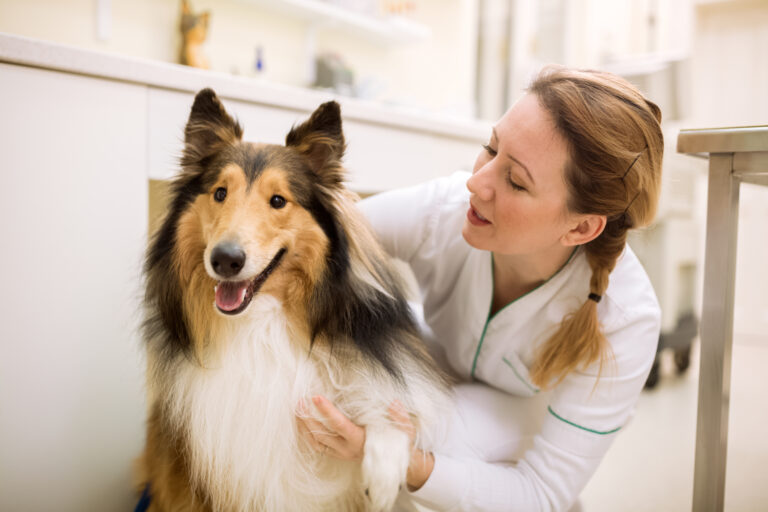 Gluecklicher Collie der von netter Tieraerztin untersucht wird