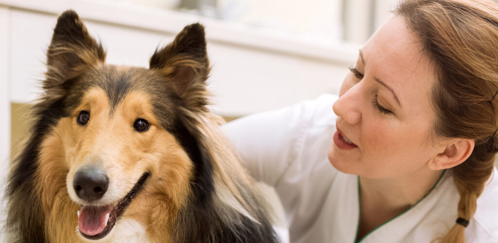 Collie und Tieräztin
