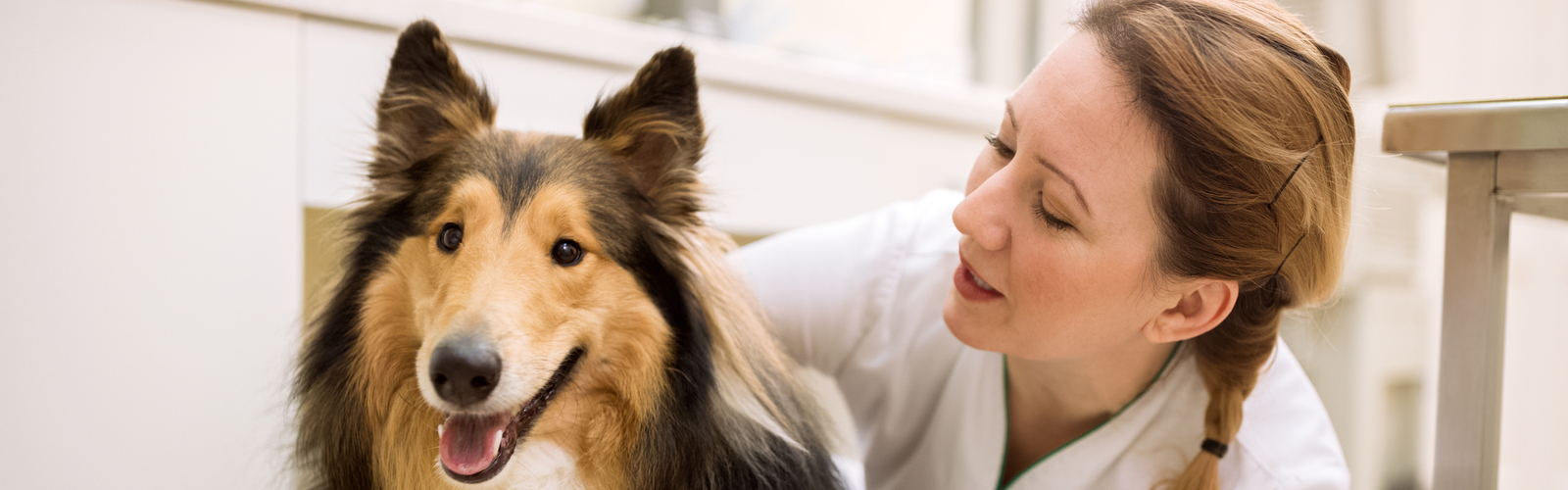 Collie und Tieräztin