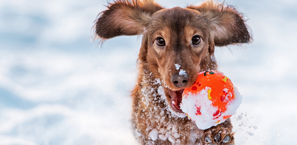 Hund spielt im Schnee mit Ball