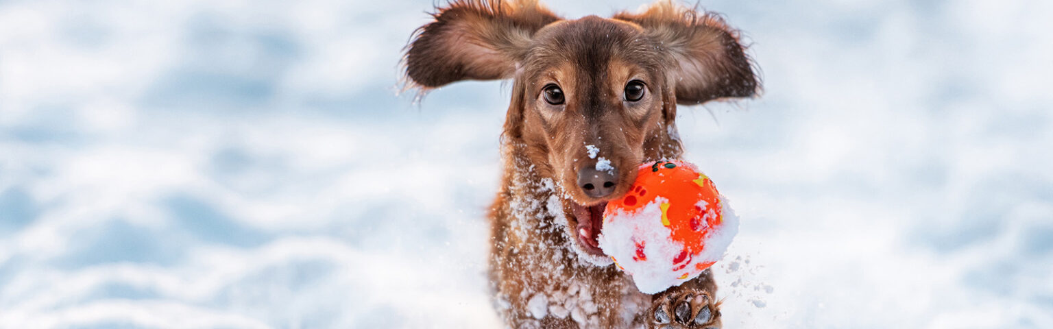 Hund spielt im Schnee mit Ball