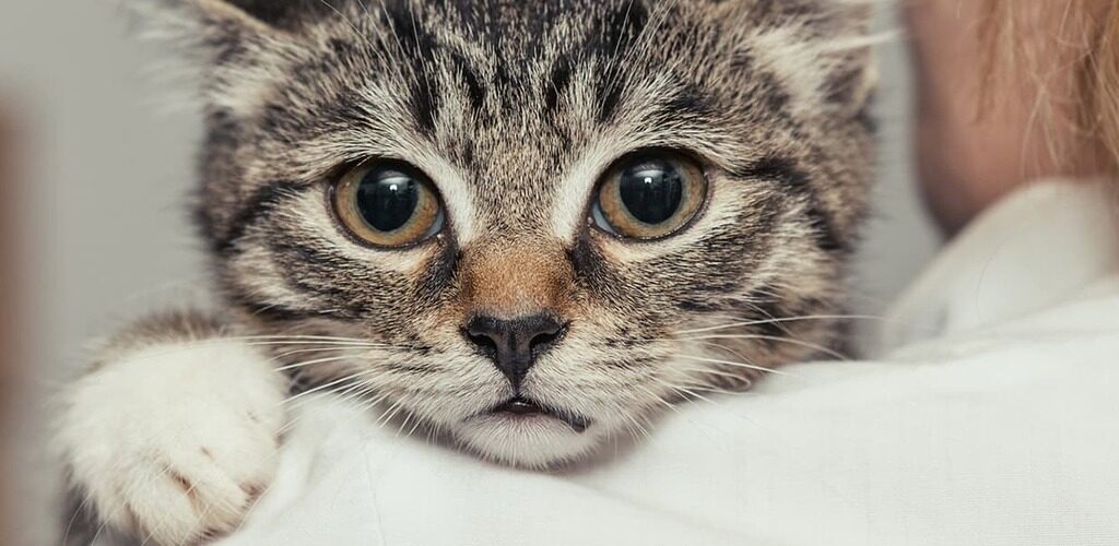 Katz wird getragen und schaut über Schulter