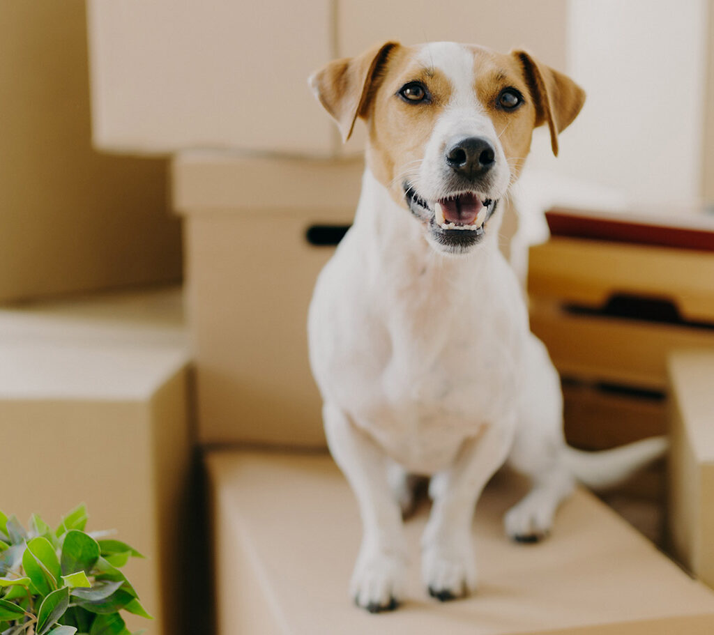 Kleiner Hund sitzt entspannt auf Umzugskartons