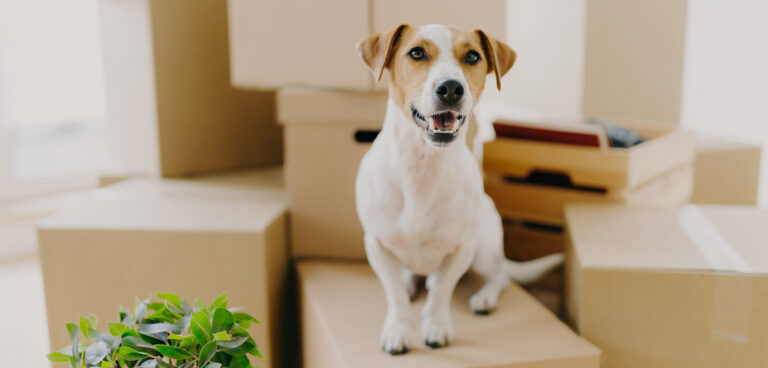 Kleiner Hund sitzt entspannt auf Umzugskartons