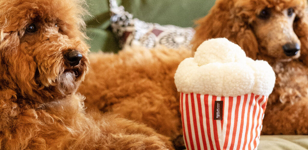 Poodle Hunde mit einem Kissen, das wie Popcorn aussieht