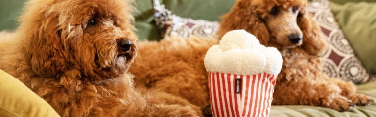 Poodle Hunde mit einem Kissen, das wie Popcorn aussieht