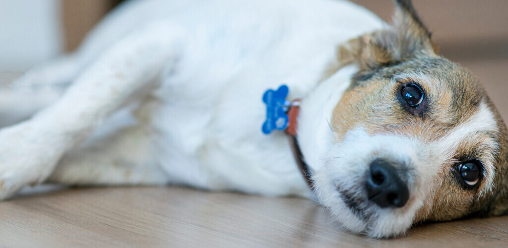 Auf dem Boden liegender kleiner Hund der nach oben blickt