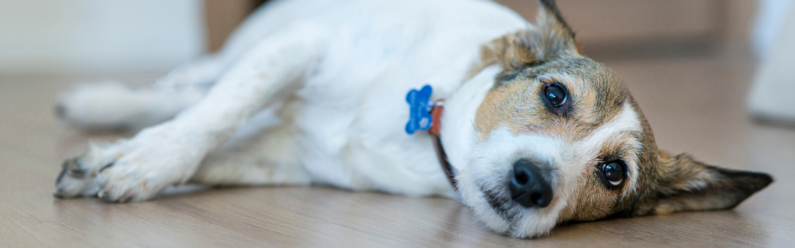 Auf dem Boden liegender kleiner Hund der nach oben blickt