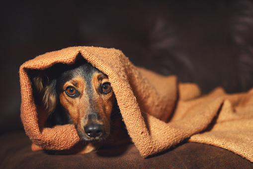 Kleiner Hund versteckt sich unter Decke