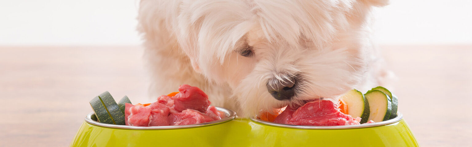 Hund frisst Fleisch aus Näpfen