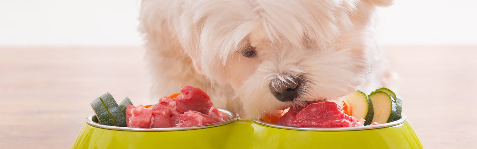 Hund frisst Fleisch aus Näpfen