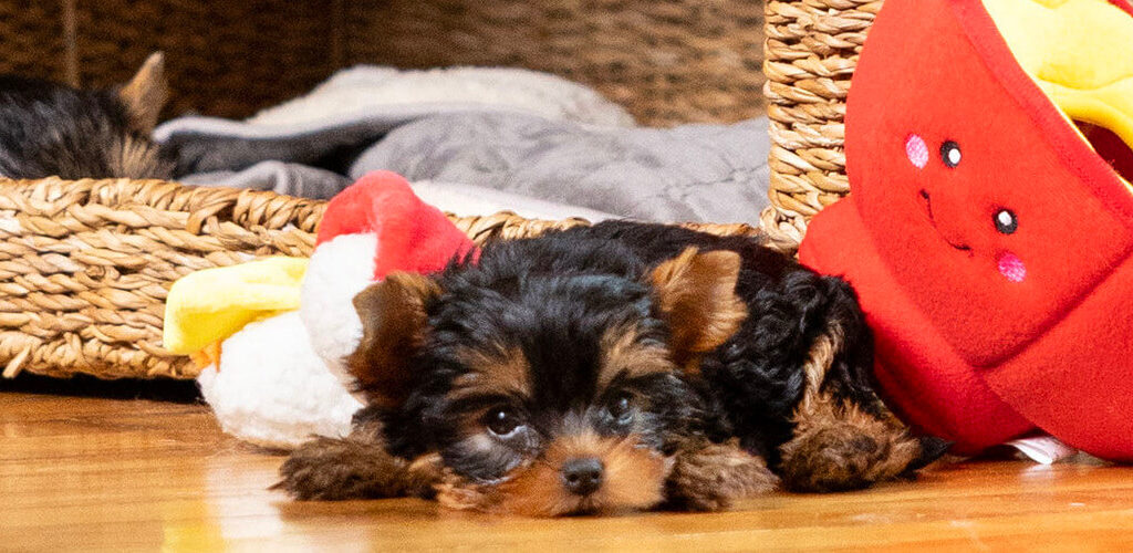 Kleiner Hund liegt drinnen mit Spielzeugen