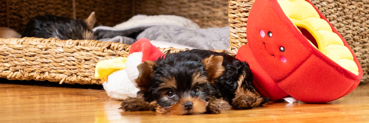 Kleiner Hund liegt drinnen mit Spielzeugen