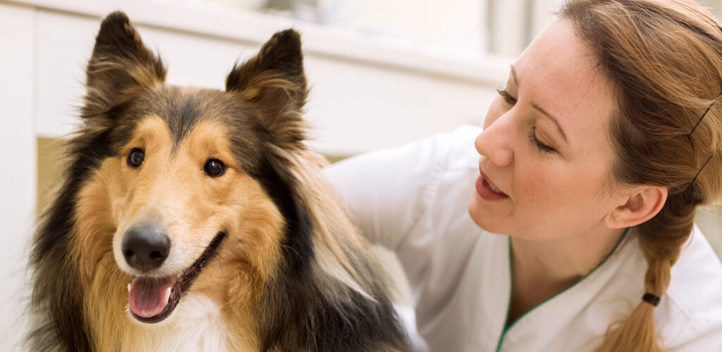 Tierärztin prüft Ohren beim Hund