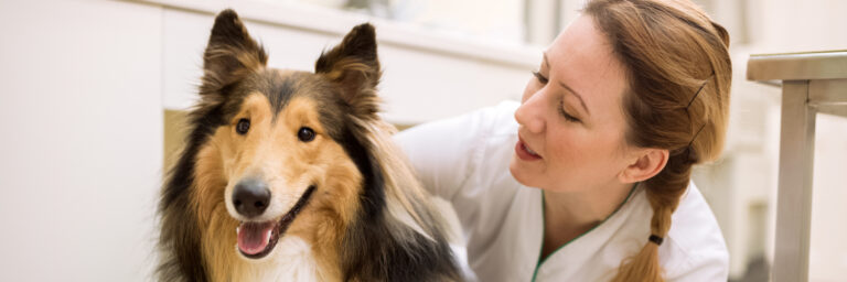 Tierärztin prüft Ohren beim Hund