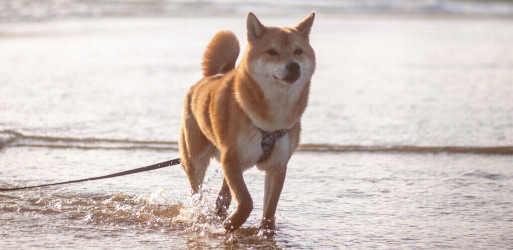 Hund steht mit den Pfoten im Wasser eines natürlichen Gewässers