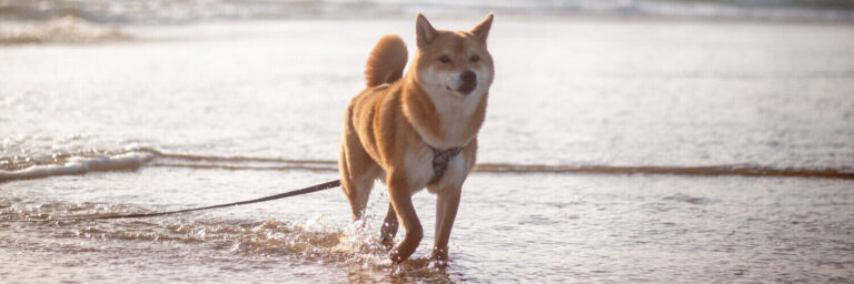 Hund steht mit den Pfoten im Wasser eines natürlichen Gewässers