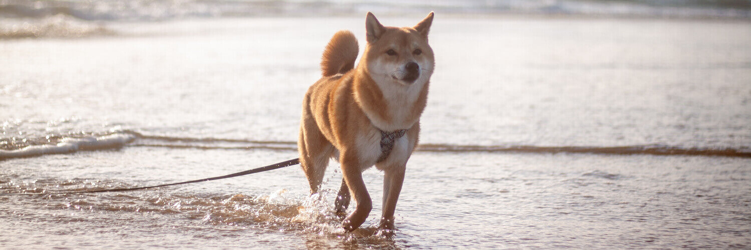 Hund steht mit den Pfoten im Wasser eines natürlichen Gewässers