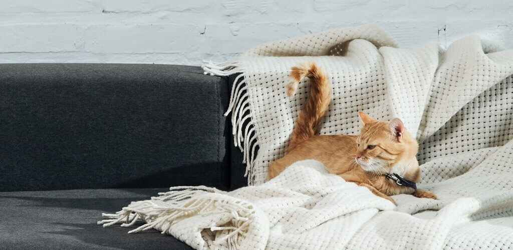 Katze allein auf eine Sofa auf einer Decke