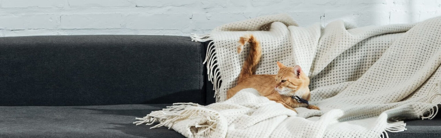 Katze allein auf eine Sofa auf einer Decke