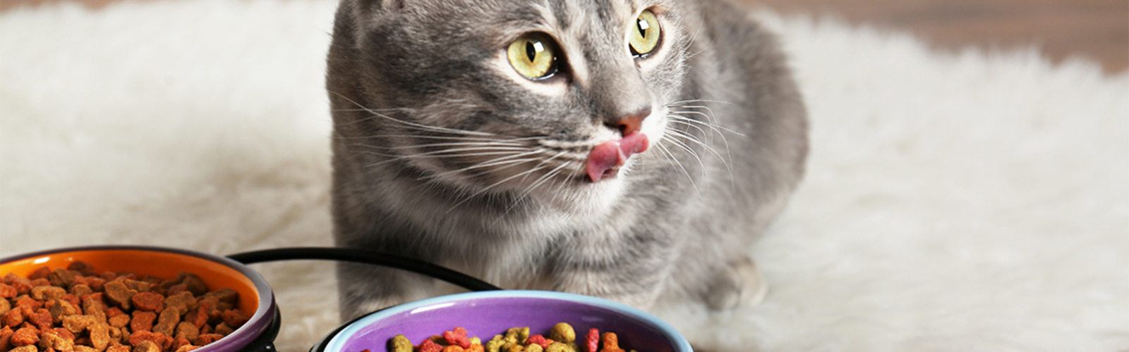 Katze vor Futternapf, die sich ubers Maul leckt