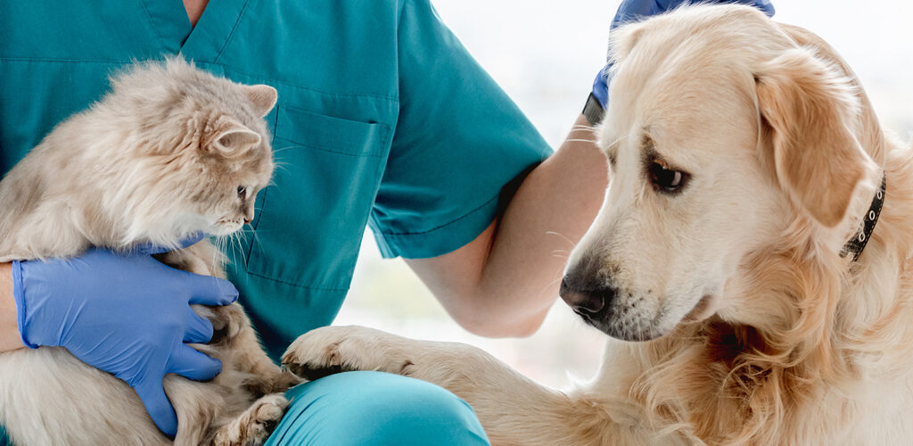 Katze und Hund beim Tierarzt