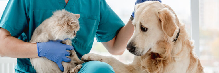 Katze und Hund beim Tierarzt