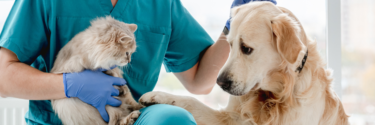 Katze und Hund beim Tierarzt