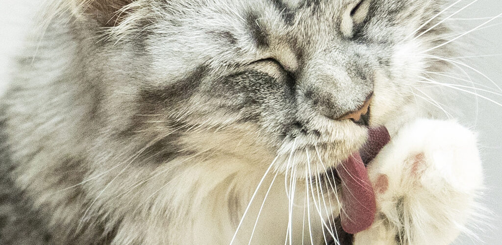 katze schleckt an ihrer pfote