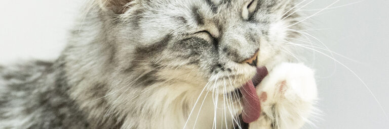 katze schleckt an ihrer pfote