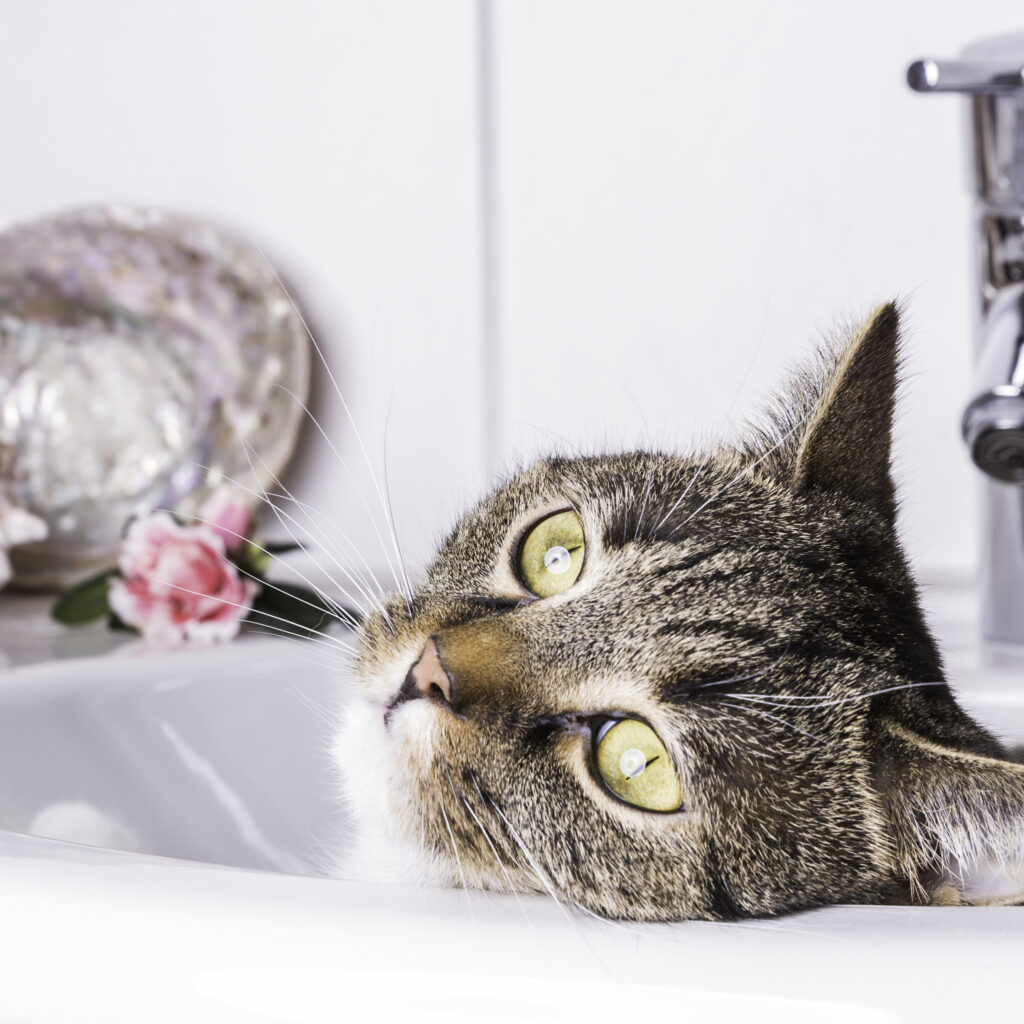 katze iegt im waschbecken und blickt verträumt