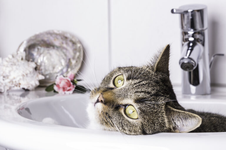 katze iegt im waschbecken und blickt verträumt