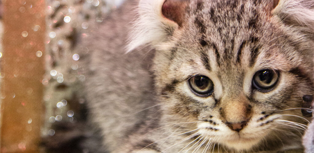 katze zwischen weihnachtsdesko