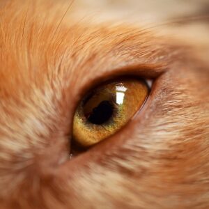 Nachaufnahme vom Hundeauge
