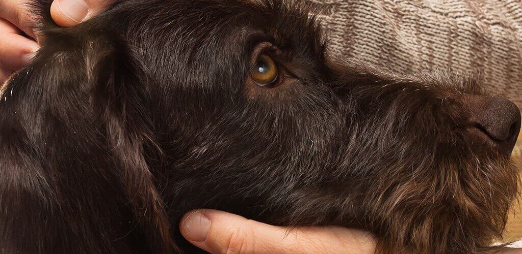 kopf eines hundes liegt in hand eines menschen