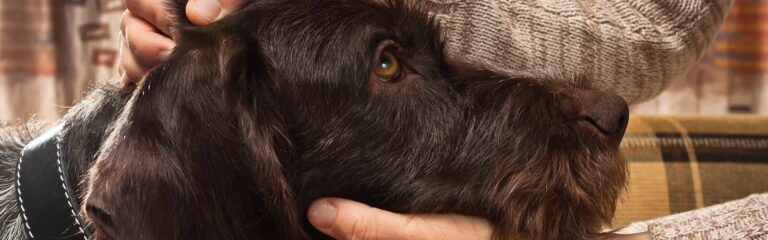 kopf eines hundes liegt in hand eines menschen