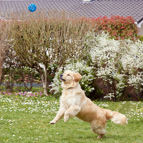 Springender Hund mit blauem Ball im Garten