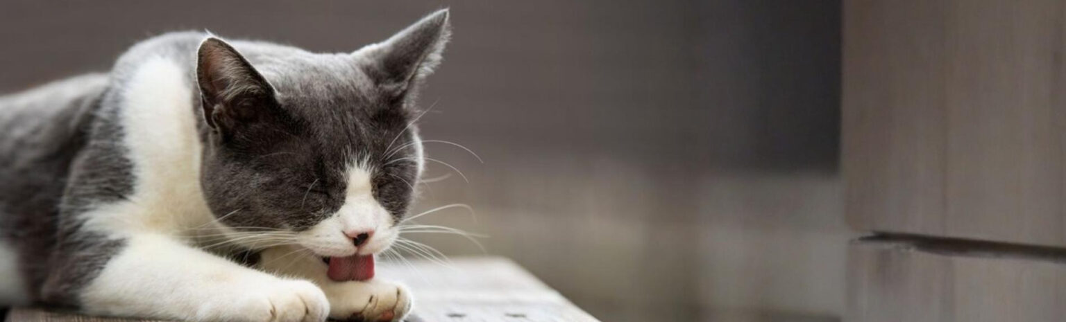 katze leckt sich an den pfoten