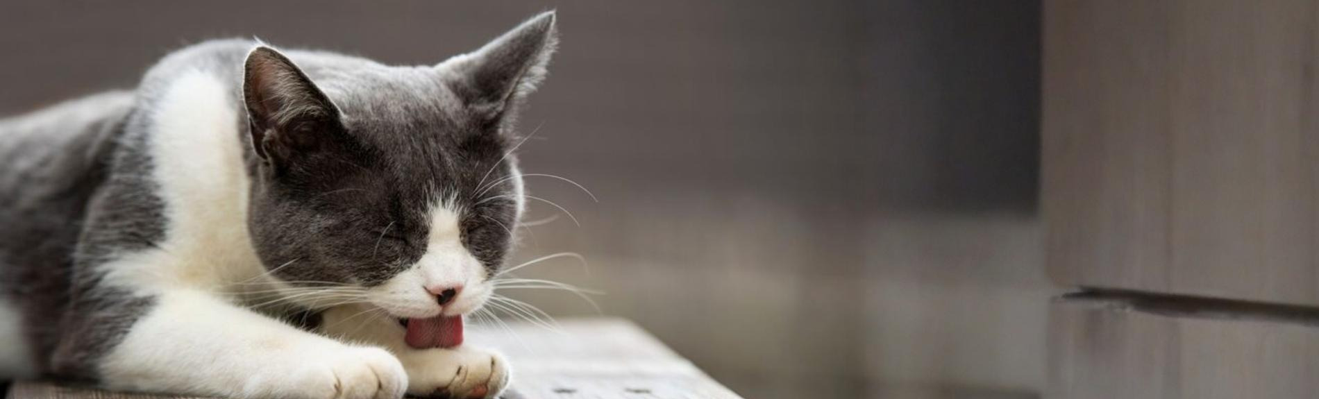 katze leckt sich an den pfoten