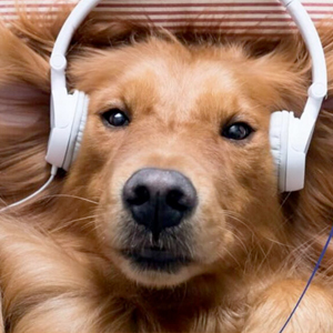 Hund mit Kopfhoerern auf dem Boden liegend