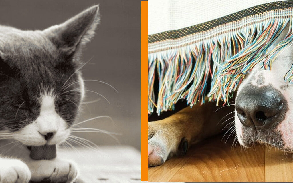 katze schleckt sich hund versteckt sich