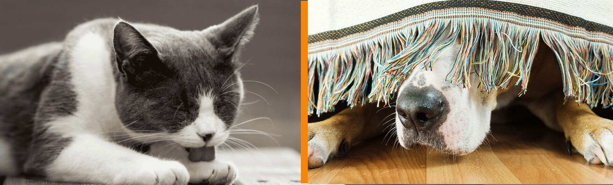 katze schleckt sich hund versteckt sich