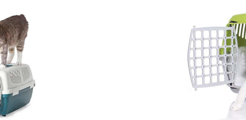 Katzen in und auf Transportboxen