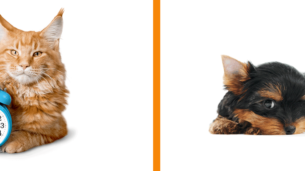 hud mit wecker und katze mit wecker