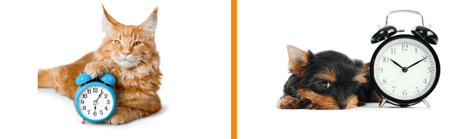 hud mit wecker und katze mit wecker