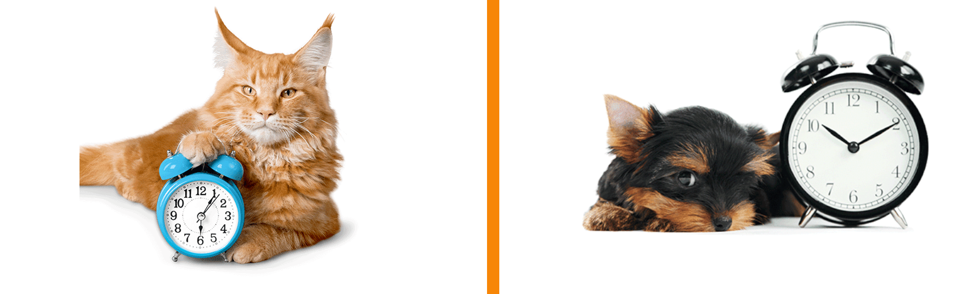 hud mit wecker und katze mit wecker