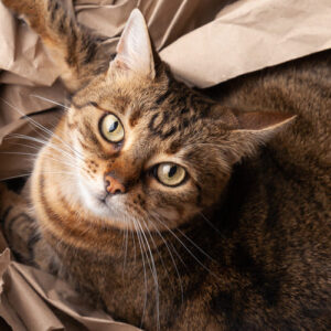 Katze blickt aus einem mit altem Papier gefüllten Umzugskarton hoch 